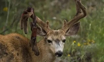 Всё, что вы не знали об оленях