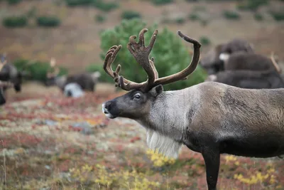 WWF*: численность дикого оленя на Таймыре сократилась в 4 раза за 20 лет |  Ветеринария и жизнь