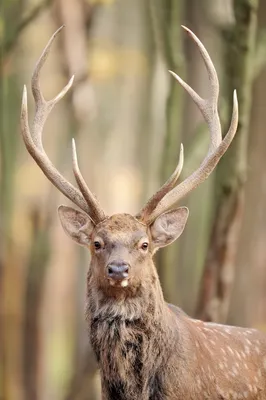 🦌 Купить рога оленя на медальоне: 15 000 руб, цена на оленьи рога в Москве  - интернет-магазин Дикоед