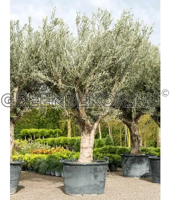 Пушистое оливковое дерево в лесу с зелеными листьями на ветвях деревьев |  Премиум Фото