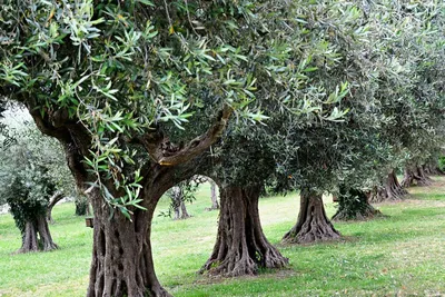 🌳 Искусственное дерево: Олива, 210см купить » Искусственные растения с  доставкой по всей России