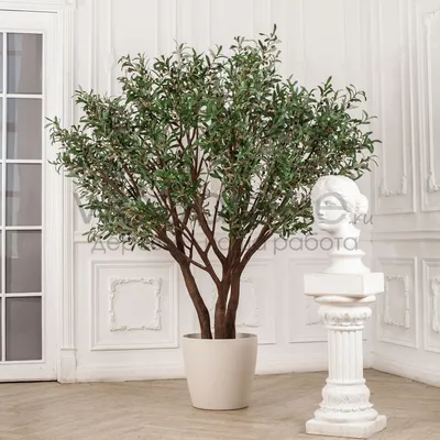 Оливковое дерево (Olea europaea) - Плодовые деревья Буква «О» - цветочный  портал Ваш Сад! Keywords: