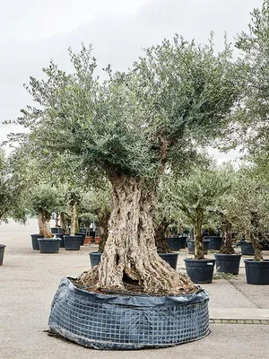 Оливковое дерево - саженец 1 год | Pavlovolimon