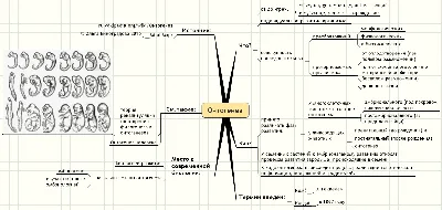 Онтогенез. От клетки до человека | Джейми Дейвис | страница 74 |   - читать книги онлайн бесплатно