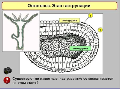 Книга Онтогенез. От клетки до человека • Дейвис Д – купить книгу по низкой  цене, читать отзывы в  • Эксмо-АСТ • ISBN 978-5-496-01696-4,  p1566147