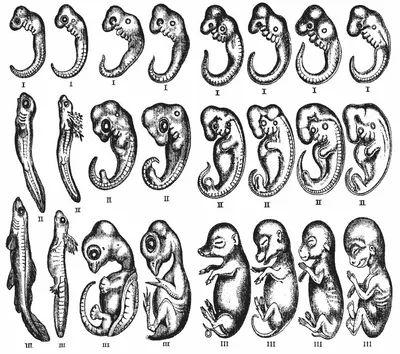 Онтогенез 60 картинок