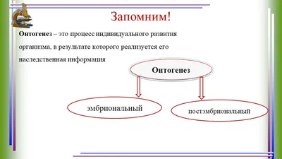 Рабочий лист: "Онтогенез. Индивидуальное развитие организма"