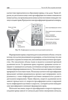 3D IDEA Звуки раннего онтогенеза из дерева ранний онтогенез