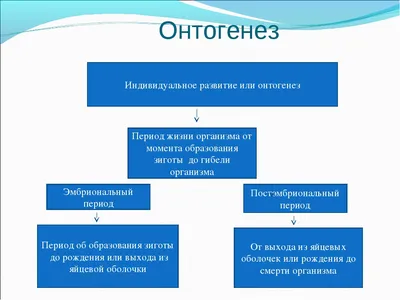 Моторный онтогенез или двигательное развитие детей