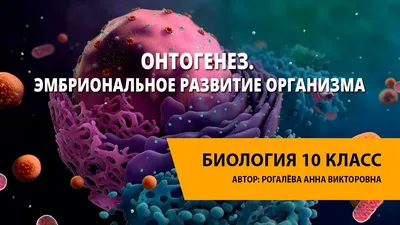 Онтогенез. Основные этапы онтогенеза - презентация онлайн