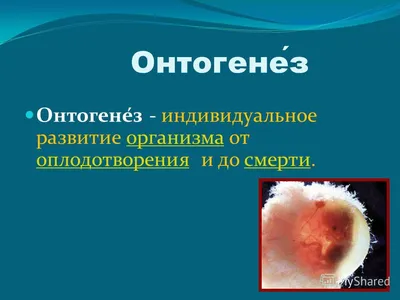 Макроэволюция муаммолари. Онтогенез эволюцяиси. Филэмбриогенез хакида  таълимот