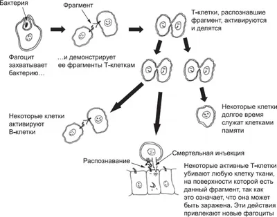 Онтогенез — Википедия