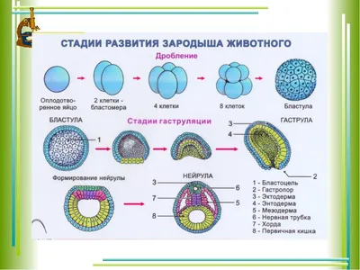 Онтогенез | BioFamily | ЕГЭ по биологии 2024 | Дзен