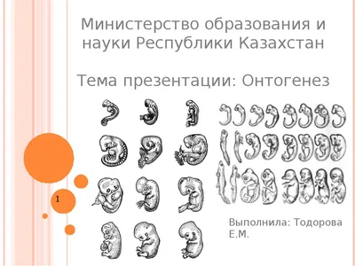 Опорный конспект "Онтогенез"