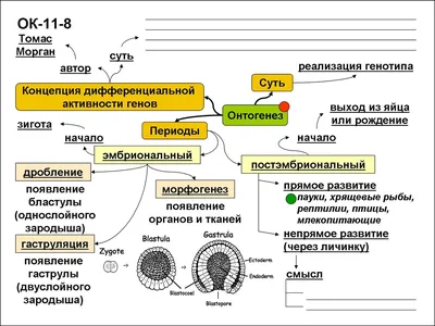 Онтогенез.