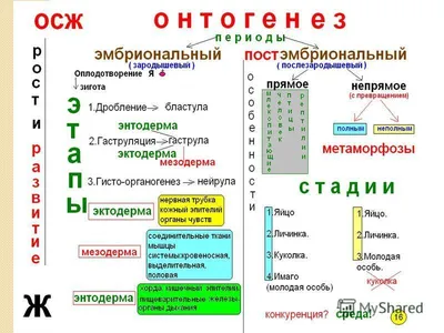 Понятие об онтогенезе - презентация онлайн