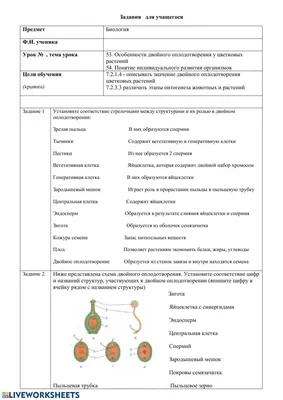 Онлайн-курс «Онтогенез человека»