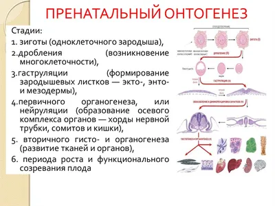 Дейвис Д.: Онтогенез. От клетки до человека