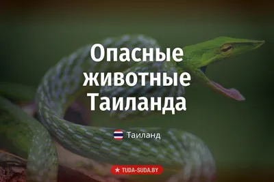 Опасные животные Таиланда