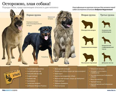 Официальный список потенциально опасных пород собак утвержден  правительством России - Новости Якутии - Якутия.Инфо