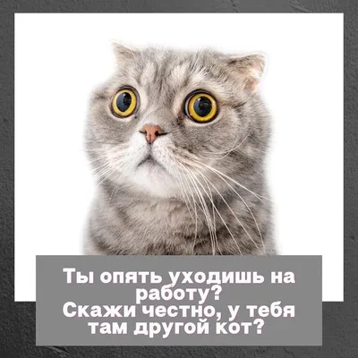 Господи, завтра опять на работу! Что ж так часто-то, а?! - АйДаПрикол |  Работа юмор, Юмор про сон, Смешные открытки