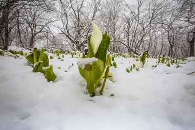 Воскресенье, 5 марта: снег, опять снег / Статья