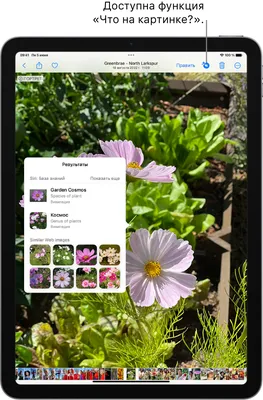Поиск по фото — узнать растение, животное, определить товар через камеру  мобильного