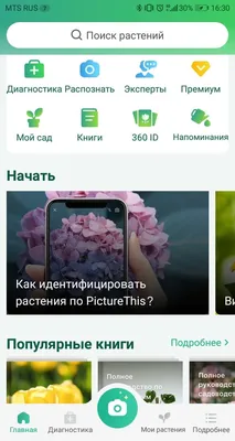 Как определить растения по фотографии: приложения для смартфона.  Познавательные прогулки с детьми