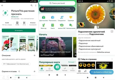 Как найти растение в интернете, проверить фотографию или определить сорт. А  также для других целей | Цветочная няша | Дзен