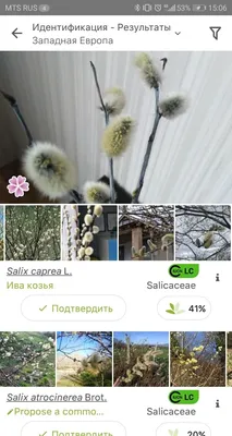 Определить растение онлайн по фото · iNaturalist