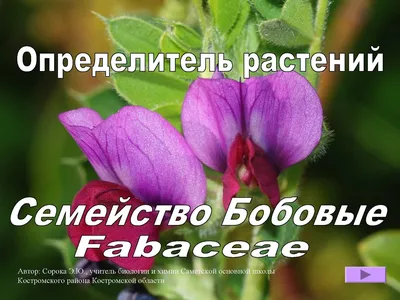 Определитель растений. Часть 1. Роды двудольных растений купить | Каталог  антикварных и старинных подарочных книг BuyaBook