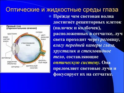 Очки "кошачий глаз" Оправа для очков из ацетата Женские оптические оправы  Черные очки-Очки "Кошачий глаз" Очки из ацетата в оправе для очков Женские  оптические оправы Черные очки из Китая на Wenzhou Brilliant