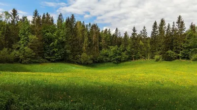 Фотообои Опушка леса купить на стену • Эко Обои