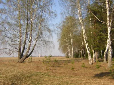 Опушка леса 🌳 Густые тучи, дождь, …» — создано в Шедевруме