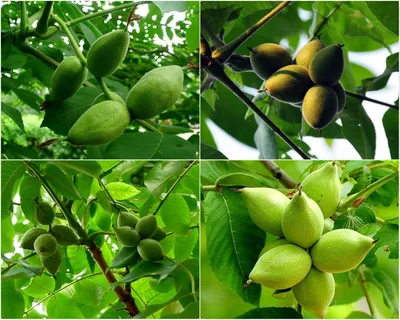 zherdevalyuda - 🥥 Здравствуйте, дорогие друзья и гости странички. 🥥 Орехи  - любимое лакомство взрослых и детей. 🥥 Но не все знают, что орехи входят  в топ продуктов - антидеприсантов. Сегодня мы