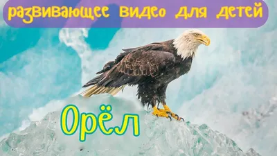 Набор для творчества Радужные животные, картина цветным песком "Орел",  30*40 см, набор для рисования разноцветным песком, раскраска цветным  песком, картина из цветного песка, радужные картины не по номерам, для  взрослых и детей