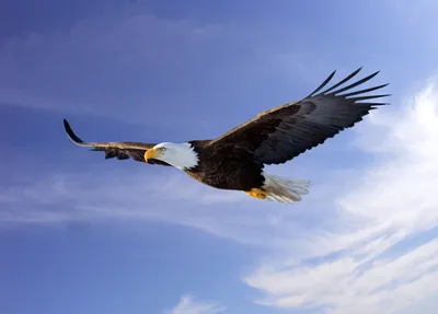 Величественный орел, парящий в небе, созданный искусственным интеллектом |  Премиум Фото
