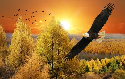 Орел парящий в небе (59 фото) - красивые фото и картинки 