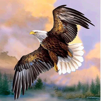 Птица Американский Орел - Бесплатное фото на Pixabay - Pixabay