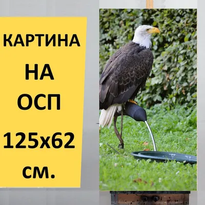 Картина "Орел, птица, охота" для интерьера на стену / Декор в дома,  спальню, на кухню, детскую комнату, 125 см х 62 см - купить по низкой цене  в интернет-магазине OZON (859402189)