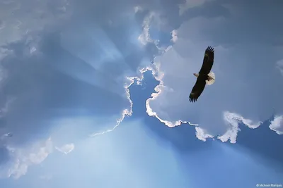 Орел в небе #21