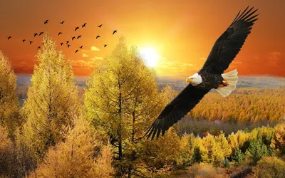 картинки : крыло, небо, летать, клюв, рейс, Орел, Синий, Ястреб, хищная  птица, Лысый орел, Цены расширенных лицензий, Позвоночный, Южная Америка,  Парагвай, Стервятник, Птица-птица, Accipitriformes 4592x3056 - - 1014502 -  красивые картинки - PxHere