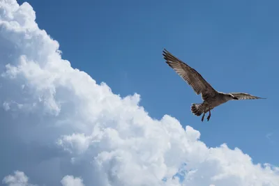 Орёл летит в небе.» — создано в Шедевруме
