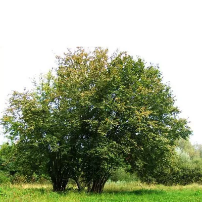 🌱 Лещина (Орешник) обыкновенная по цене от 1200 руб: саженцы - купить в  Москве с доставкой - интернет-магазин Все Сорта