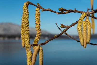 Лещина обыкновенная (Орешник) (Corylus avellana)