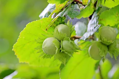 Лещина обыкновенная (Орешник) (Corylus avellana)