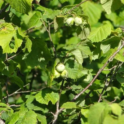 Лещина обыкновенная (Орешник) Болвиллер с доставкой! 🌱 [Р702654]