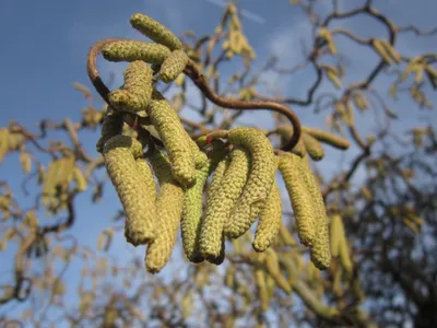 Лещина Обыкновенная Орешник (Corylus avellana)