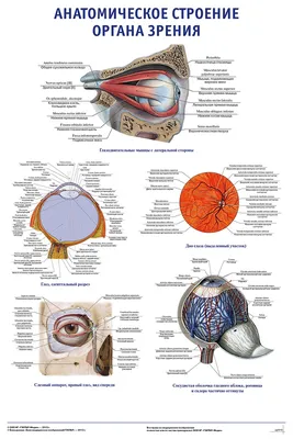 Строение органов зрения: как устроен глаз человека (подробная анатомия) |  World Vision Clinic