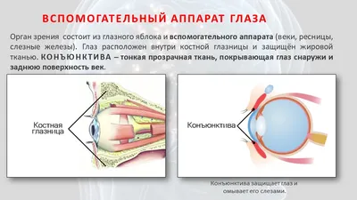 Орган зрения (постер). | Eye anatomy, Eye chart, Anatomy